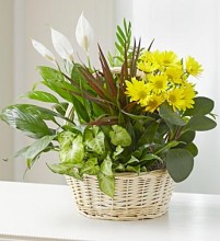 Basket Garden with Fresh Cuts