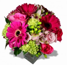 Hawt Pink Gerbera Greetings