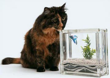 betafish-aquablock.jpg