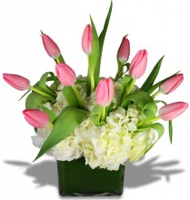 Tulips on a Bed of Hydrangeas