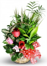 Valentine's Plant Garden of Love