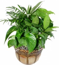 Ceramic Plant Garden