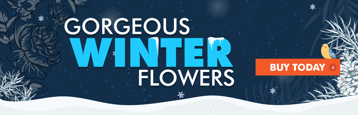 Belvedere Winter Day Flowers